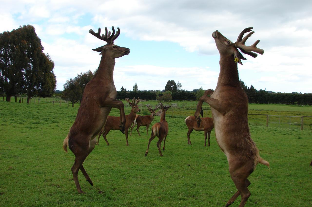 Mcivor Lodge Invercargill Bagian luar foto